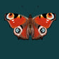 Peacock Butterfly | Unframed
