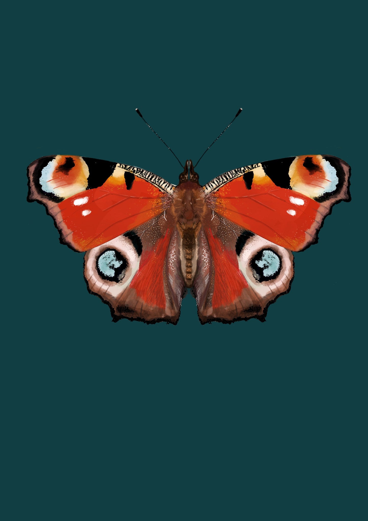 Peacock Butterfly | Unframed
