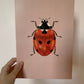 Lady Bird Original Illustration, Ladybird Art Print, Insects Gallery Wall, Vintage Insect Print, Enntomological Art Print, Lady Bug Print