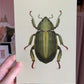 Rose Chafer Beetle Original Illustration, Beetle Art Print, Insects Gallery Wall, Vintage Insect Print, Entomological Art Print, Bug Print