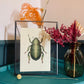 Rose Chafer Beetle Original Illustration, Beetle Art Print, Insects Gallery Wall, Vintage Insect Print, Entomological Art Print, Bug Print