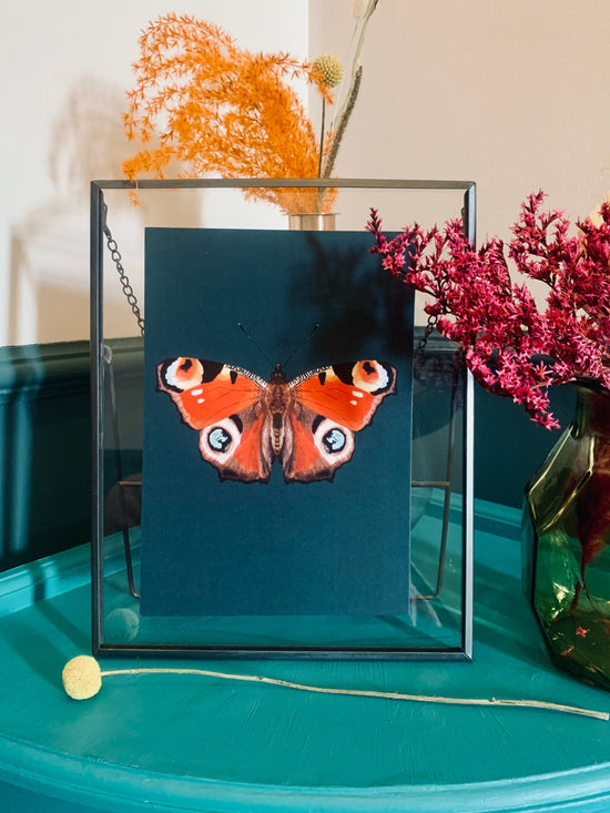 Peacock Butterfly | Unframed