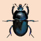 Blue Mint Beetle Original Illustration, Black Beetle Art Print, Insects Gallery Wall, Vintage Insect Print, Entomological Art Print,
