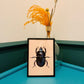 Blue Mint Beetle Original Illustration, Black Beetle Art Print, Insects Gallery Wall, Vintage Insect Print, Entomological Art Print,