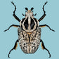 Goliath Beetle | Unframed