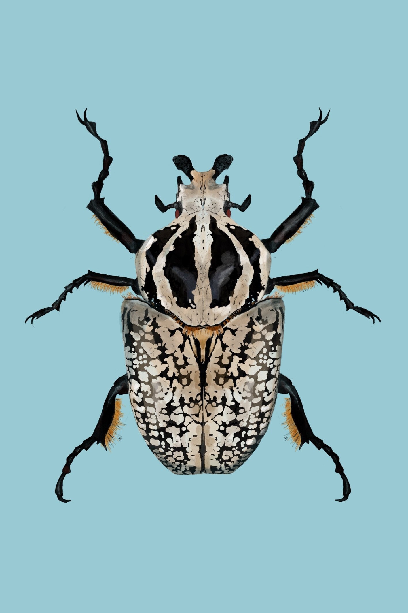 Goliath Beetle | Unframed