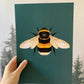 Bumble Bee Original Illustration, Bumb Bee Art Print, Insects Gallery Wall, Vintage Insect Print, Enntomological Art Print, Bee Art Print
