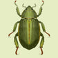 Rose Chafer Beetle Original Illustration, Beetle Art Print, Insects Gallery Wall, Vintage Insect Print, Entomological Art Print, Bug Print