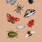 Insects, Insect Art Print, Vintage Insect Print, Insect Gallery Art, Bug Illustration, Entomological Print, Butterflies and Beetles,
