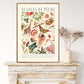 Shade of Peach / Floral Print / Print / Bedroom / Kitchen Print / French Print / Flower / Wall Art / Vintage / Botanical Print / A3 / A4 /