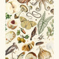 Shades of Cream / Floral Print / Print / Bedroom / Kitchen Print / French Print / Flower / Wall Art / Vintage / Botanical Print / A3 / A4 /