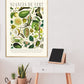 Shades of Green / Floral Print / Print / Bedroom / Kitchen Print / French Print / Flower / Wall Art / Vintage / Botanical Print / A3 / A4