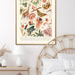 Shade of Peach / Floral Print / Print / Bedroom / Kitchen Print / French Print / Flower / Wall Art / Vintage / Botanical Print / A3 / A4 /