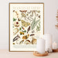 Shades of Cream / Floral Print / Print / Bedroom / Kitchen Print / French Print / Flower / Wall Art / Vintage / Botanical Print / A3 / A4 /