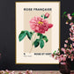 Vintage Rose Print, Flower Print, French Art Print, Floral Print, Botanical Print, Bedroom, A5, A4, A3, A2, A1, A0, Cream, pink, Pastel,