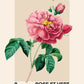 Vintage Rose Print, Flower Print, French Art Print, Floral Print, Botanical Print, Bedroom, A5, A4, A3, A2, A1, A0, Cream, pink, Pastel,