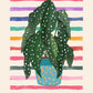Spotted Begonia, Hand Drawn Plant Print, Colourful House Plant Print, Colour Pop Potted Plant, Cute Plant Print, Funky Print,