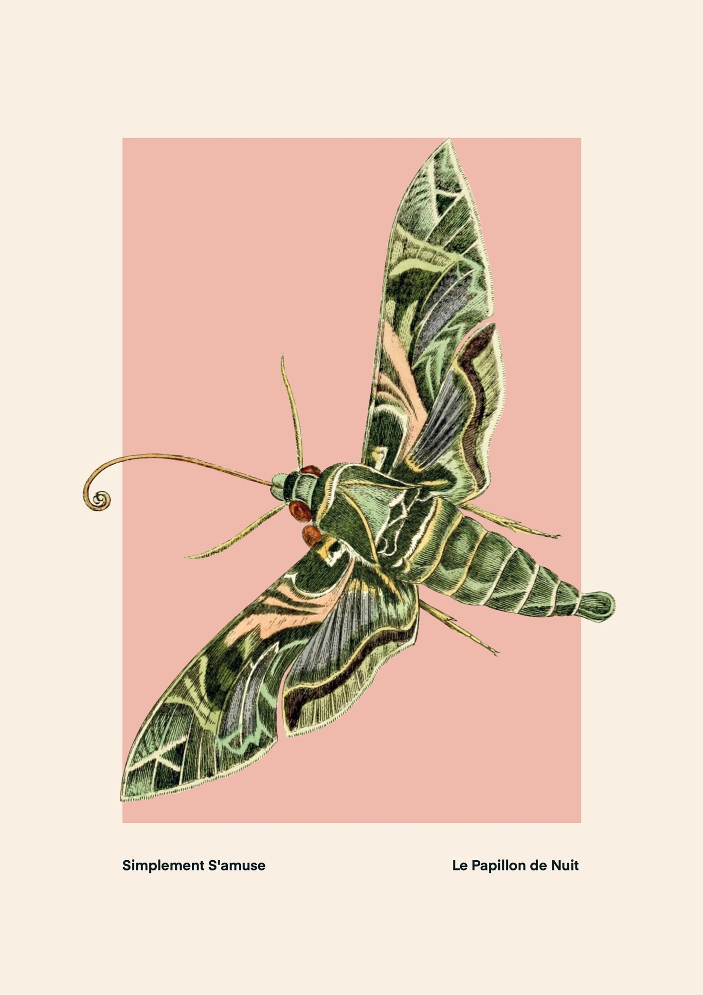 Night Moth | Unframed