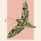 Night Moth, Insect Print, French, Vintage Art, Pink Print, Gallery Wall Print, Bedroom, A5, A4, A3, A2, A1, A0, Pink, Boho, Vintage Insect