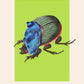 Lime Beetle | Unframed