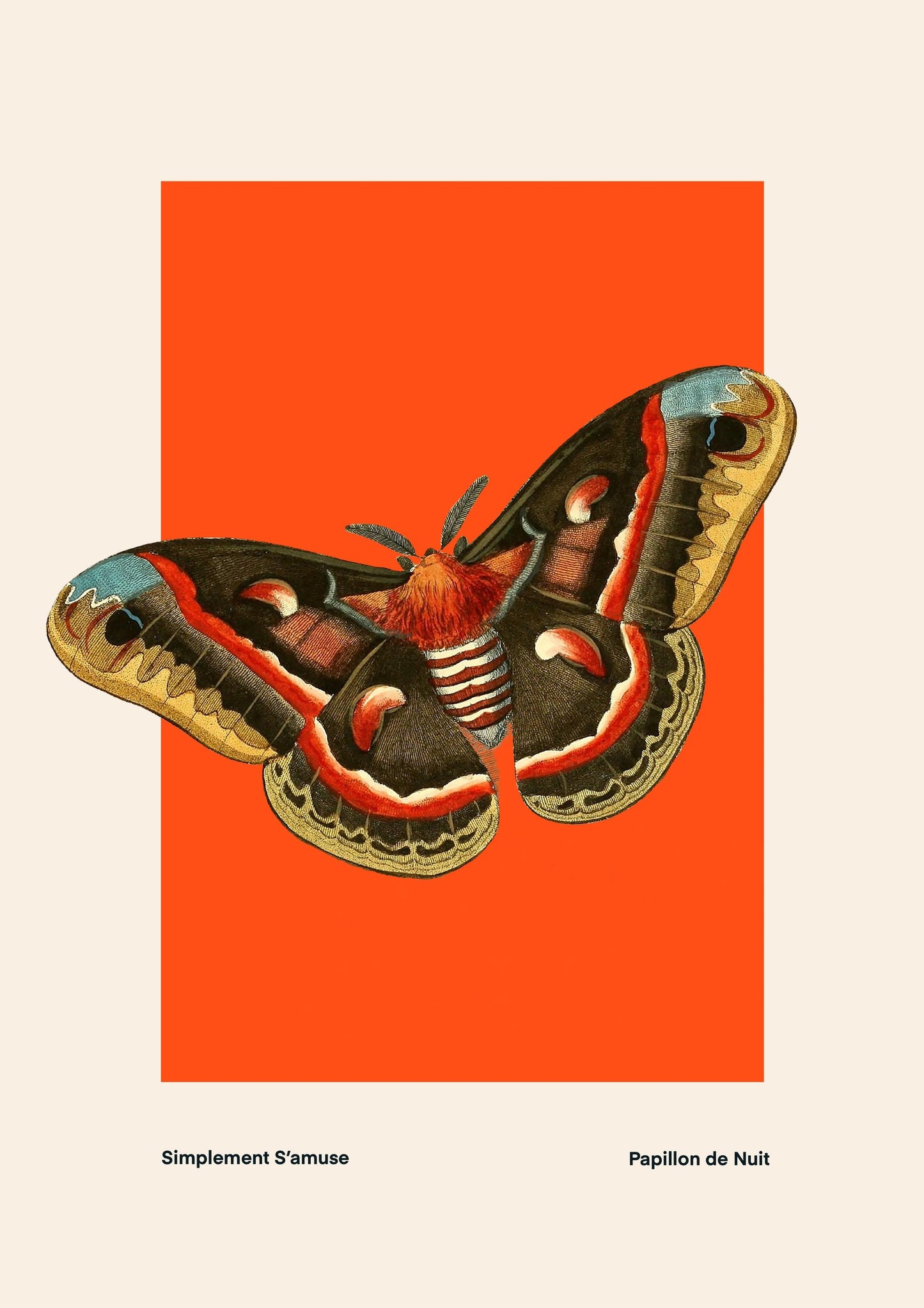 Butterfly on Orange | Unframed