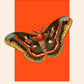 Butterfly Art, Insect Print, French, Vintage Art, Bright Print, Gallery Wall , Bedroom, A5, A4, A3, A2, A1, A0, Warm Colours, Boho, Vintage