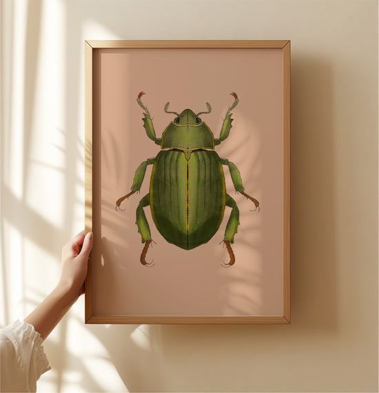 Rose Chafer Beetle | Unframed
