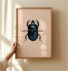 Blue Mint Beetle Original Illustration, Black Beetle Art Print, Insects Gallery Wall, Vintage Insect Print, Entomological Art Print,